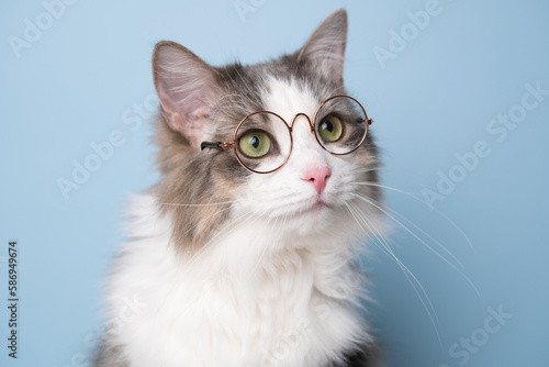 Funny gray cat sitting on a blue background with round glasses
