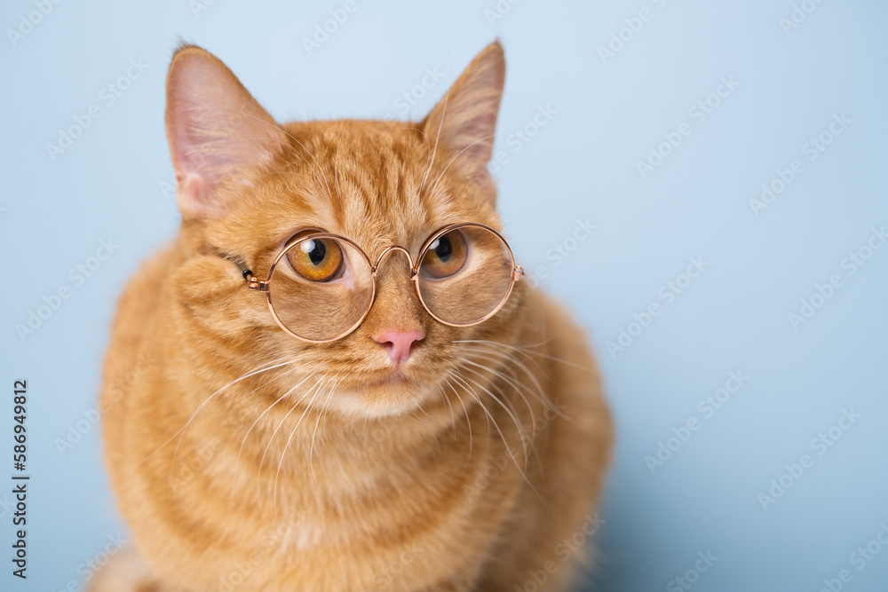 funny red cat sitting on a blue background with round glasses funny red cat sitting on a blue background with round glasses