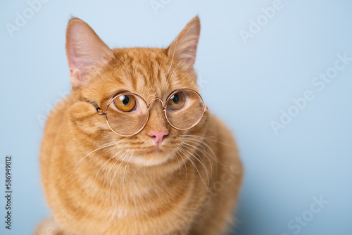 funny red cat sitting on a blue background with round glasses