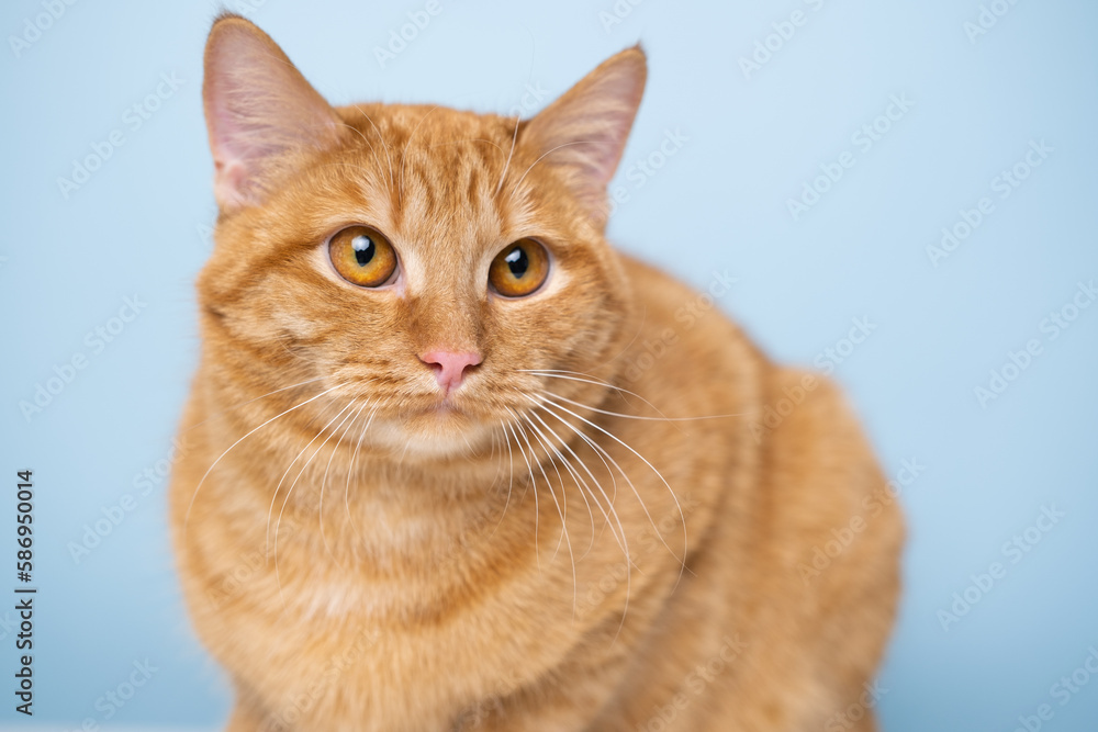 funny red cat sitting on a blue background with round glasses