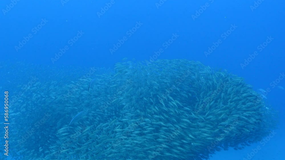 Seascape with hunting Jack fish in School of Fish, Big Eye Scad fish Seascape with hunting Jack fish in School of Fish, Big Eye Scad fish