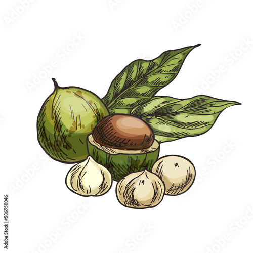 Macadamia nut vector illustration. Sketch of hawaii nut. Clipart of vegan and vegetarian natural food. Isolated sign of bushnut kernel. Agriculture and harvest, botany and nutrition, culinary theme.