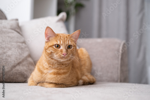 A beautiful red cat lies in a cozy room on the couch