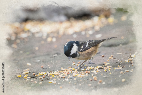 Digital watercolour painting of Periparus Ater, Coal Tit, or Cole Tit feeding in a natural woodland.