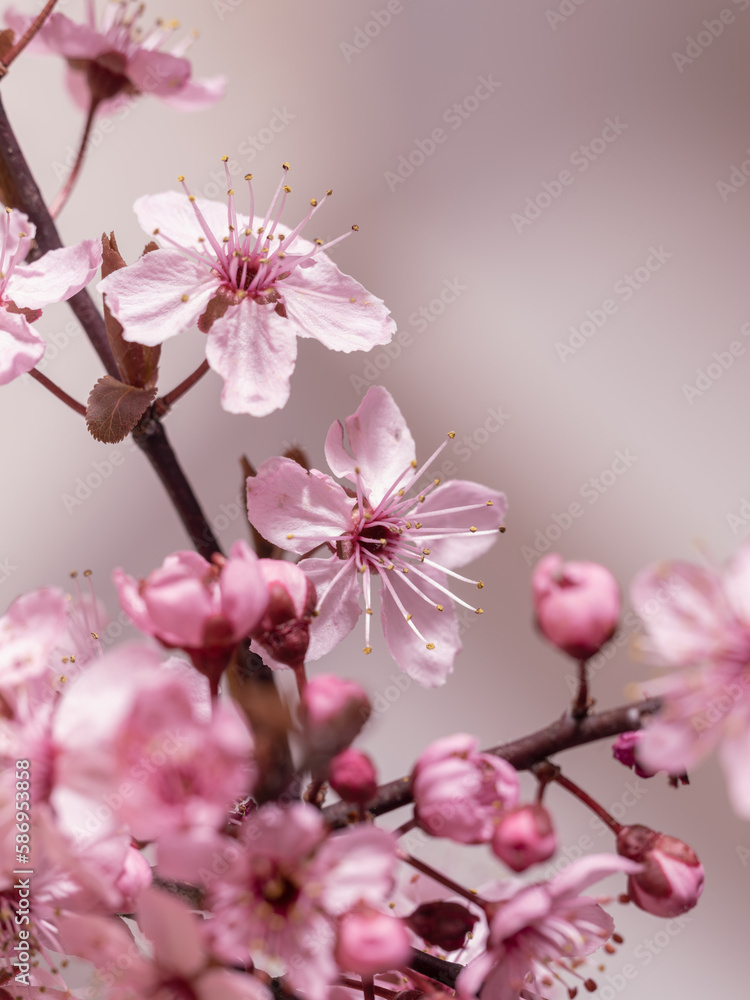 Endlich Kirschblütenzeit, pink Blüten bei Nähe gesehen