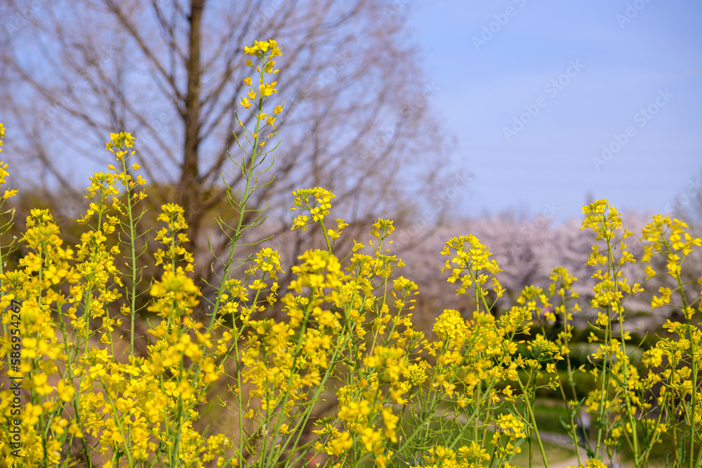 Fototapeta premium 午後 桜のある公園