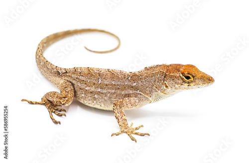 Cuban brown anole, Bahaman or De la Sagras anole - Anolis sagrei - side view looking at camera. isolated on white background, detail throughout © Chase D’Animulls