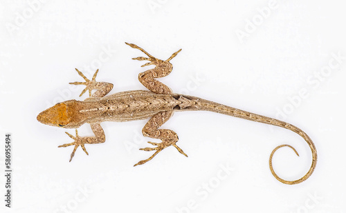 Cuban brown anole, Bahaman or De la Sagras anole - Anolis sagrei - top dorsal view isolated on white background, detail throughout photo