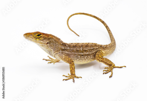 Cuban brown anole, Bahaman or De la Sagras anole - Anolis sagrei - side front view looking at camera. isolated on white background, detail throughout