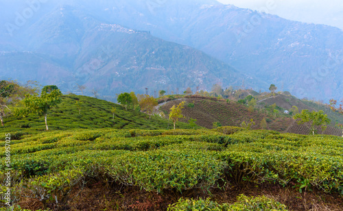 View of Beautiful Tea Gardens at Darjeeling, India. photo