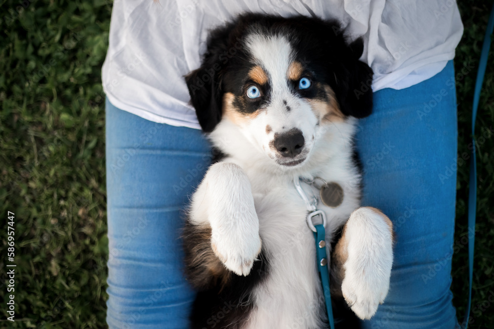 A dog with blue eyes sits on a woman's lap.