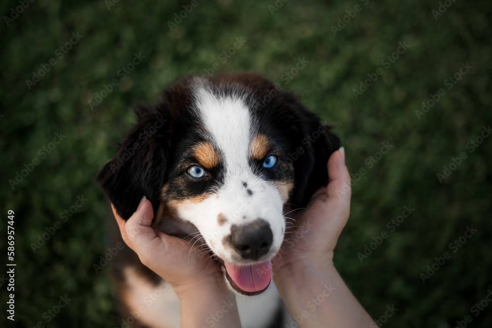 A dog with blue eyes is being held up by a person.