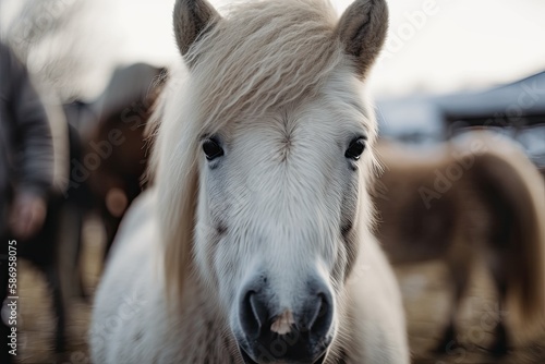 Focus on the cute ivory icelandic horse with fur. Generative AI © AkuAku