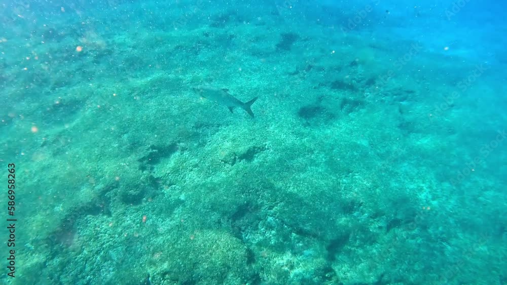 A Tarpon swimming near the rock and coral reef at Turtle reef A Tarpon swimming near the rock and coral reef at Turtle reef