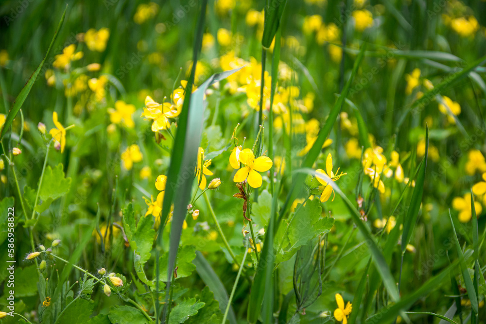 Fototapeta premium Delicate flowers of celandine Chelidonium in grass. Beautiful banner or postcard.