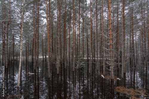 A pine forest flooded with water