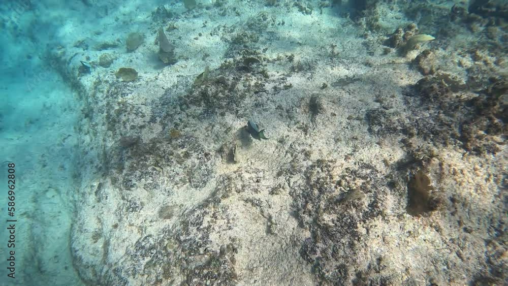 A Parrotfish swimming among the rock and coral reef at Eden Rock Reef in Cayman Islands. A Parrotfish swimming among the rock and coral reef at Eden Rock Reef in Cayman Islands.