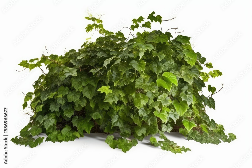 Fototapeta premium green plant isolated on white