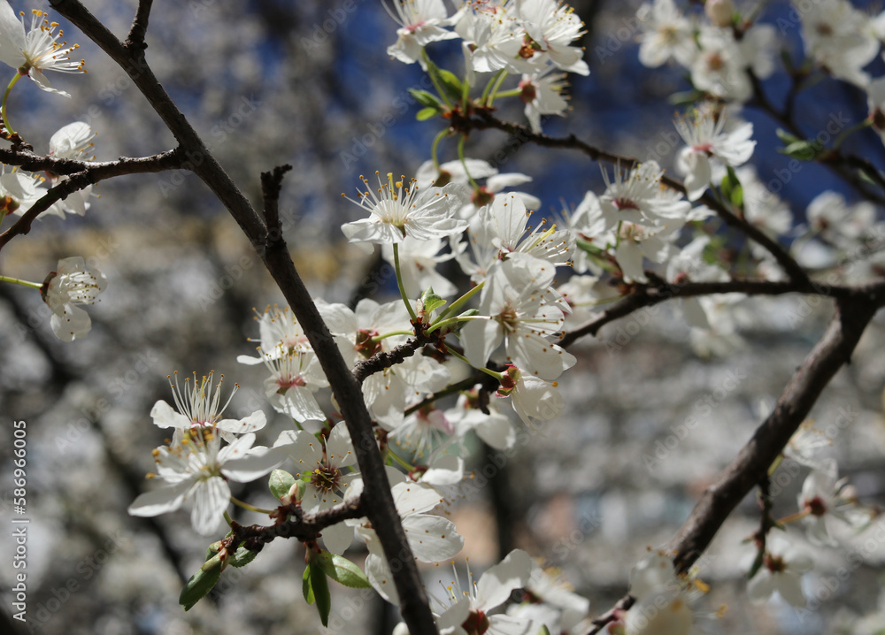White and pink cherry, peach, apricot, plum, apple, pear blossom. Flowers of fruit trees. Bright and fresh flowers. White and pink cherry, peach, apricot, plum, apple, pear blossom. Flowers of fruit trees. Bright and fresh flowers.