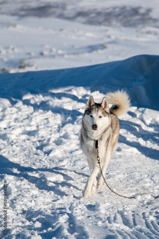 Naklejka premium Siberian husky standing in snow