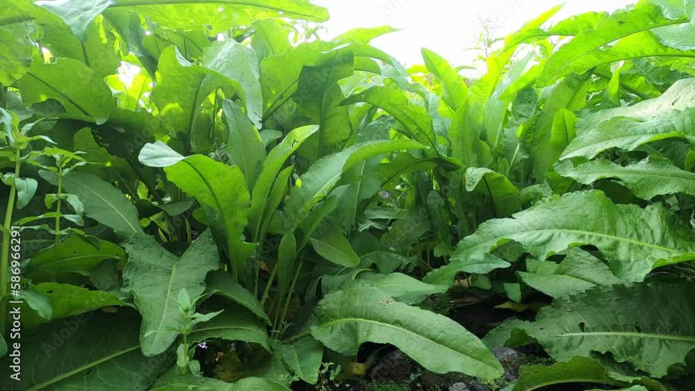 水面で育つ植物 水面で育つ植物