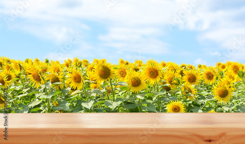 Empty wooden table on sunflower field background. Ready for product montage. Mockup. Banner.Copy space.