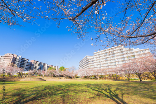 大型マンションと桜並木