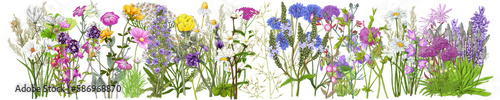 Wild Flower Varieties