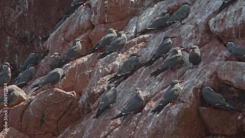 Group of Inca terns in Peru