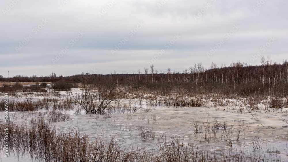 Spring landscape. Forest flooded with melt water. Overcast.