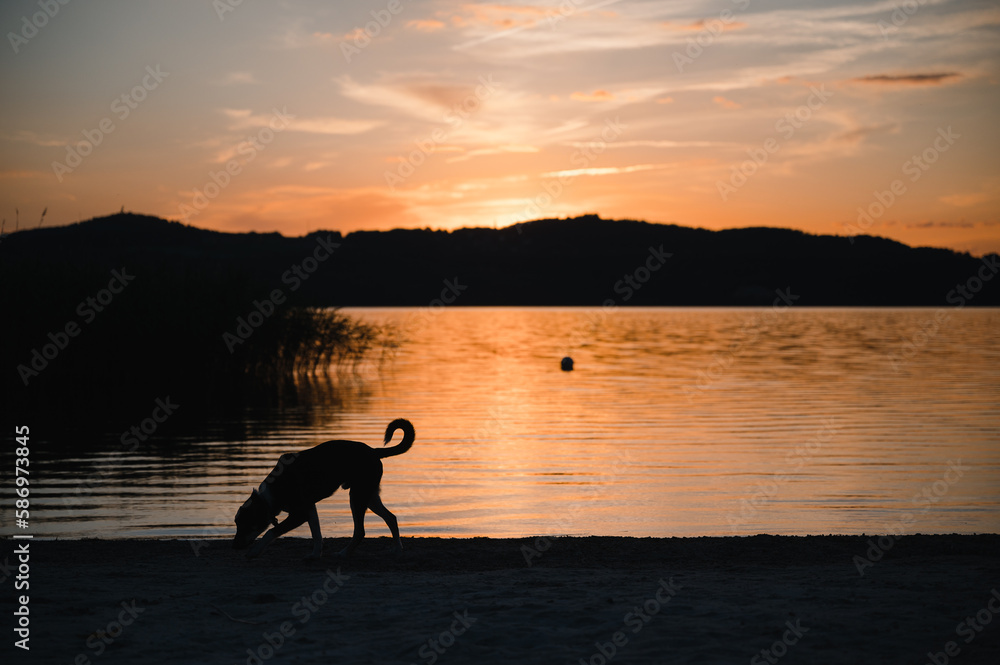 Ein Hund schnüffelt am Ufer eines Sees bei Sonnenuntergang, umgeben von einer friedlichen Landschaft Ein Hund schnüffelt am Ufer eines Sees bei Sonnenuntergang, umgeben von einer friedlichen Landschaft