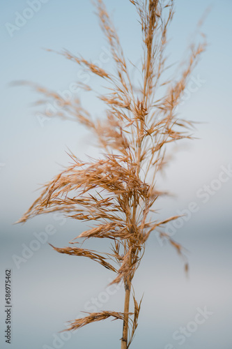 Ein einzelnes Schilfrohr mit goldenen Halmen hebt sich vor einem weichen, blauen Hintergrund ab photo