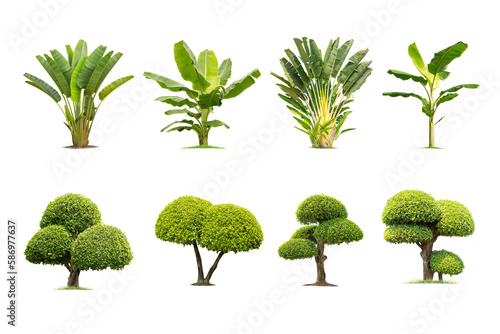 collection high qaulity Tako tree and banana tree isolated on transparent background with clipping path, with clipping path, foliage in summer. full frame camera shoot for high resolution picture. photo