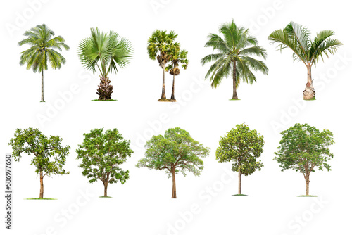 Green palm tree and tree isolated on transparent background with clipping path, single tree with clipping path and alpha channel. are Forest and foliage in summer for both printing and web pages. 