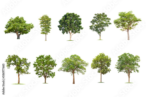 Green tree collection isolated on transparent background with clipping path  single tree with clipping path and alpha channel. are Forest and foliage in summer for both printing and web pages. 