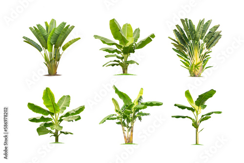 Green banana tree collection isolated on transparent background with clipping path, single banana tree with clipping path and alpha channel. are Forest and foliage in summer for both printing and web 