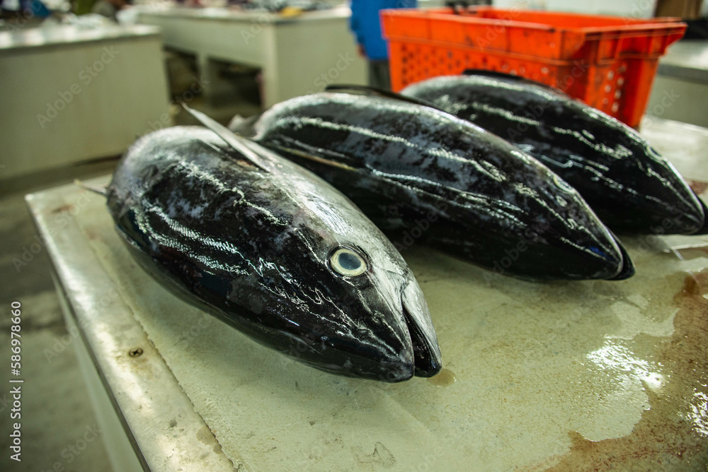 custom made wallpaper toronto digitalBonito for sale at the Fish Market, Mutrah Souq, Muscat, Oman