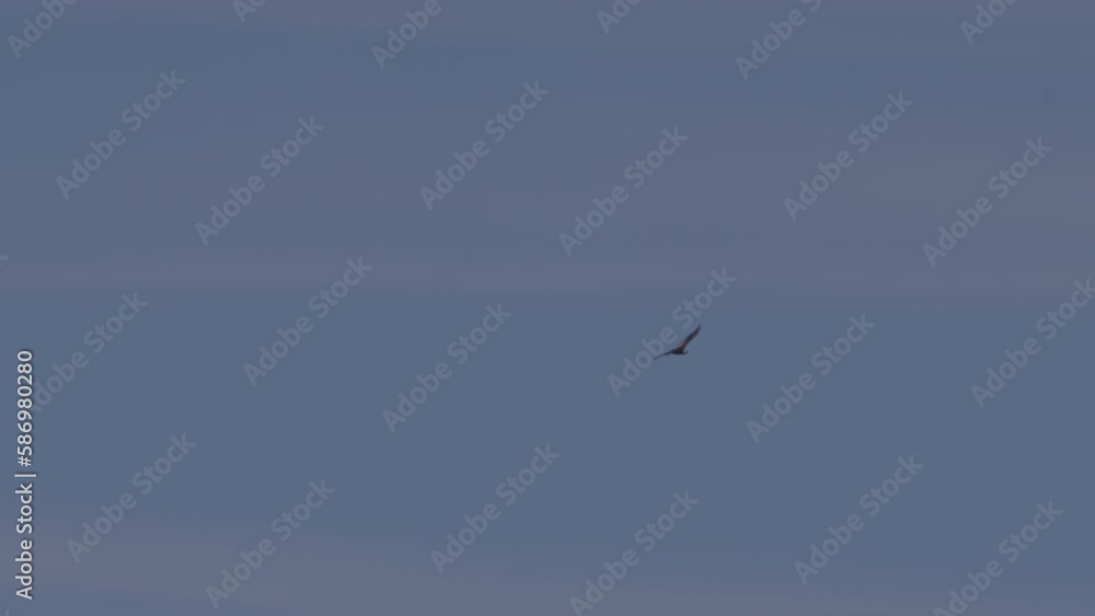 Andean condor flying above Colca canyon in Peru Andean condor flying above Colca canyon in Peru