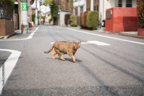 野良猫 - Stray cat (ID: 586980884)