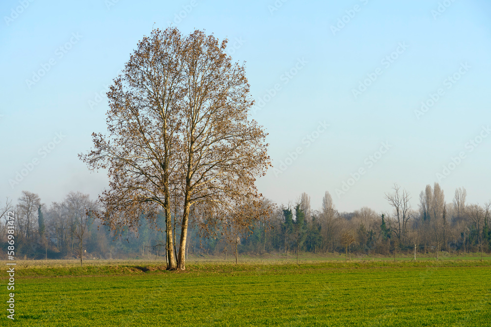Obraz premium Rural landscape at winter near Muggiano, Milan, italy