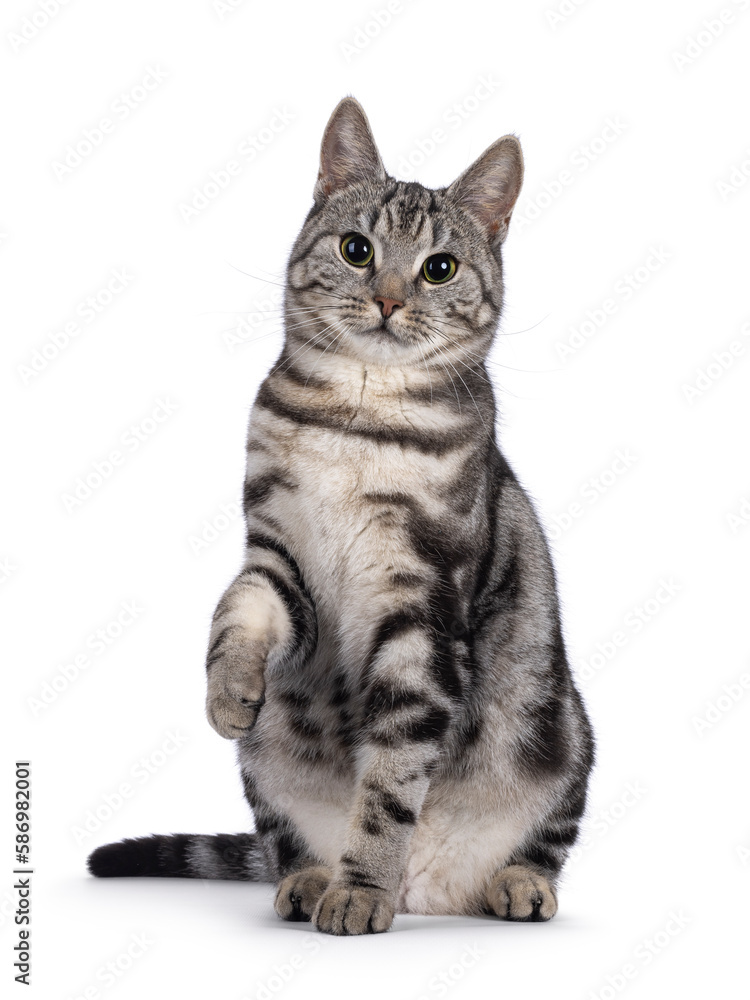 Adorable female young European Shorthair cat, sitting up facing front with one playfully lifted. Looking straight to camera. Isolated on a white background.
