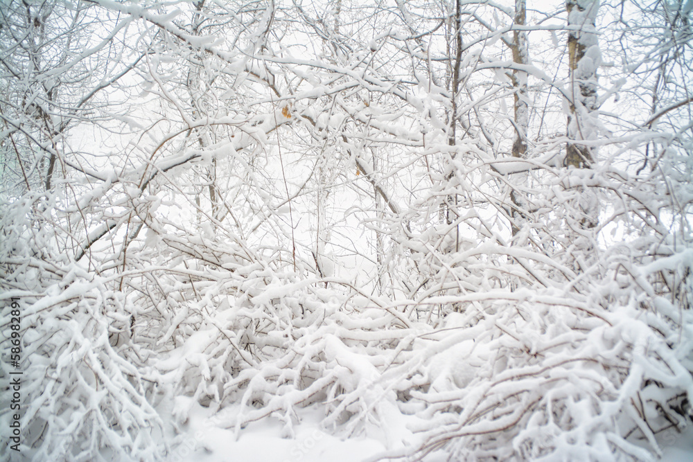 Snow-covered tree branches. Very cold background. Snow-covered tree branches. Very cold background.