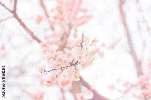 Close-up of cherry branches with blooming flowers. Delicate pink flowers of a fruit tree.