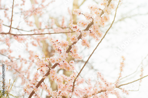 Close-up of cherry branches with blooming flowers. Delicate pink flowers of a fruit tree.