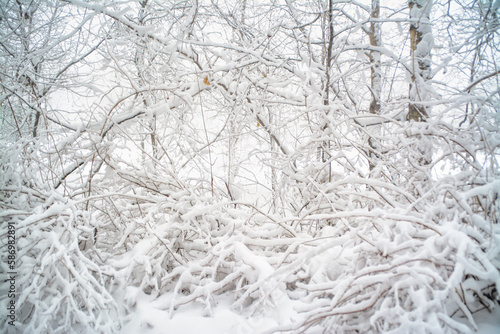 Snow-covered tree branches. Very cold background. © Николай Батаев