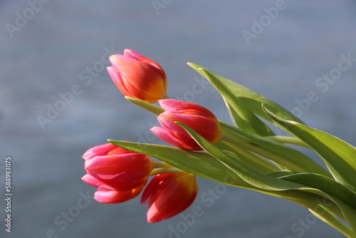 Beautiful red Tulip bouquet with soft grey background