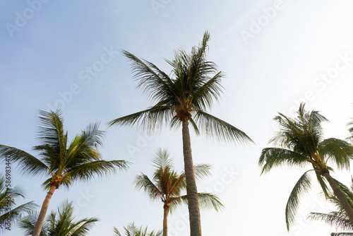 Coconut Palm Trees Bottom Up View