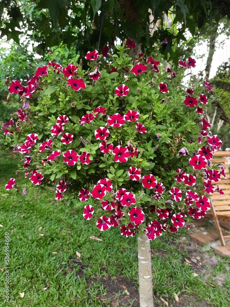 Petunia Petunia