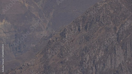 Adult Andean condor circling above Colca canyon in Peru