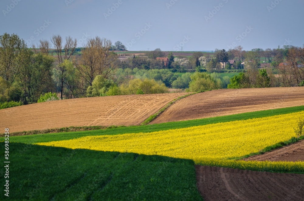 Summer, rural, colorful landscape. Yellow rapeseed field in the hills. Photo with a shallow depth of field.